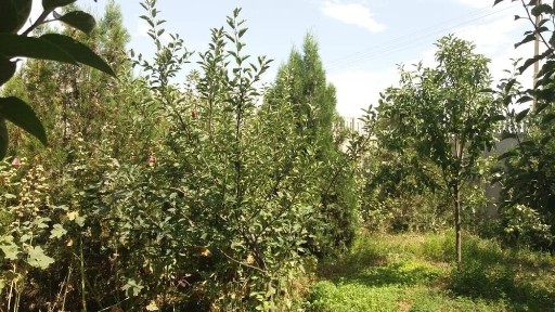 Жамбылская область, Тараз, 1-мкр. Акбулак