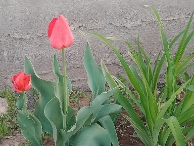 Актюбинская область, Актобе, Акация