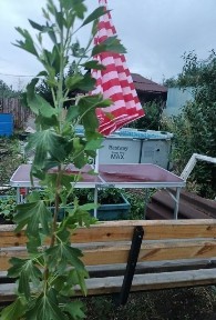 Акмолинская область, Кокшетау, Первая аптека