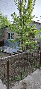 Туркестанская область, Сауран