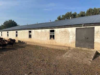 Сдам в аренду откормочную базу в Курайлях