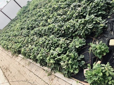 Дом с тепличным бизнесом