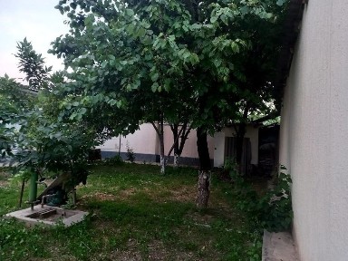 Туркестанская область, Сауран