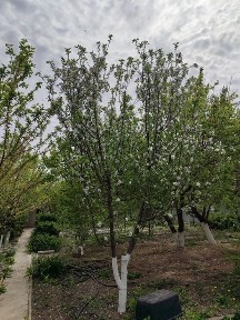 Продам дачу с домом С/о Химик