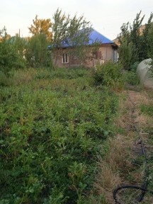 Алматинская область, Текели