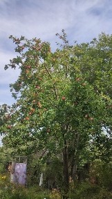 Продается дача времянка Иссык поворот