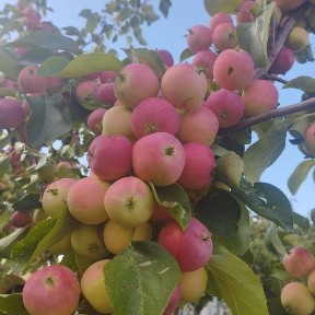 Карагандинская область, Караганда, Казыбекбийский район