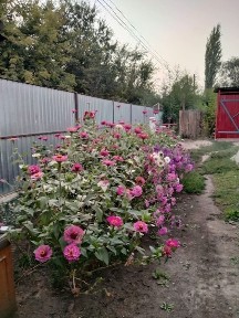 Восточно-Казахстанская область, Урджар