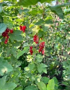 продаём загородный дом с участком