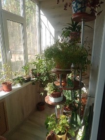 Жамбылская область, Талас