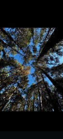 Дом в лесу для отдыха