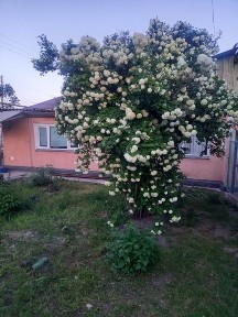 Дом продается Шардара каласы