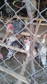 Всем доброе времени суток продам индюшат хорошие. в наличии