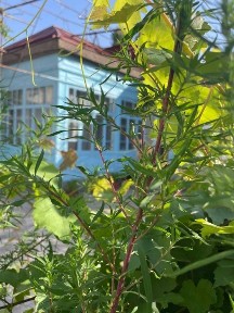 Продается дом в Таш области в курортном Бостандыкском районе