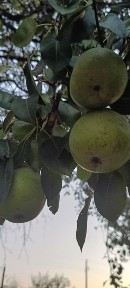 Продам дом - дача Тау Восход 2