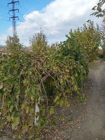 Продаю дом 3 комнаты