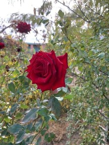 5 Болмели жеке уй жалга бериледи