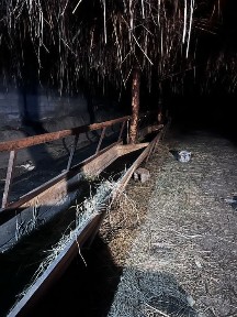 Сдам в аренду ангар для скота