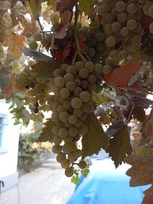 Продам дом Уй сатамын.