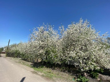 Алматинская область, Рахат