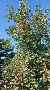 Үй сатылады самал 3 Ұлы дала 32 дом 6 бөлмелі 14.5х12.5 су газ свет