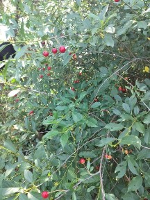 Продам дом на одного хозяина.