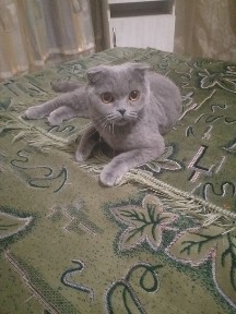 Сдаю посуточно или продам 1 ком. кв