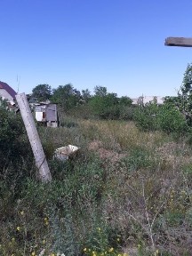 Дача, плодовоягодные насаждения.
