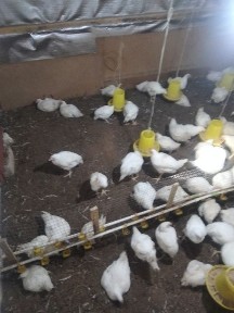 Продам дом в п Бескоспа