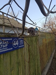 Жамбылская область, Тараз, 33-я школа