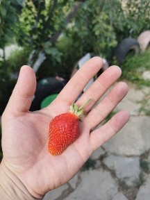 Дача в пос. Алмалы. 8 соток
