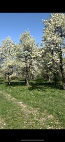 Завод по переоаботке овощей и фруктов, грушевые сады 30 га