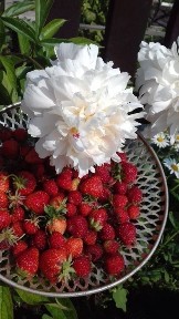 Продам дачу в обществе, Легенда, оз. Пё