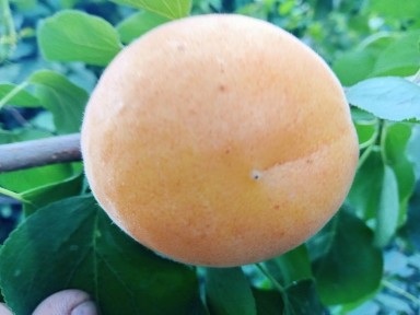 Продам дом 5 комнат все условия