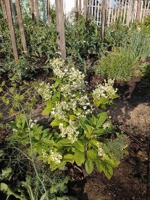 Продам дачу в Новопавловке