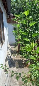В районе Рощи Баума продам дом и часть дома неделимые, один двор.