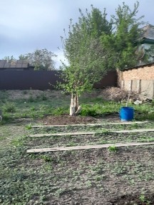 Дом (дача).