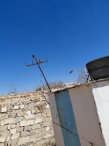 Дайын бутка сатылады