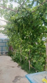 Дача флора ягодная 4 уи сатылады