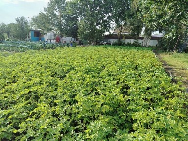 Продам дачный участок в хорошом состоянии