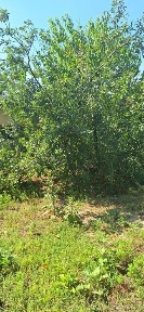 Дача Кайнар булак