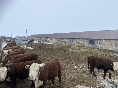 Продам животноводческую ферму