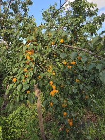 Срочно продам дом (требуется ремонт)
