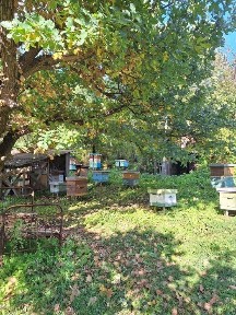 Продам пасеку с Григорьевка.