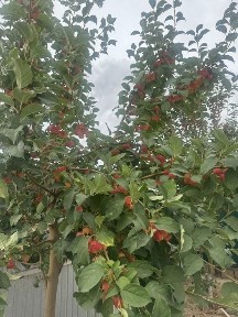 Атырауская область, Кульсары