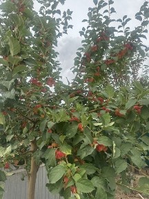 Продается дом, 8 участок