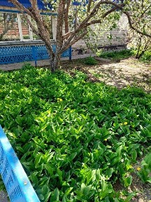 Продам дом в Сортировке.