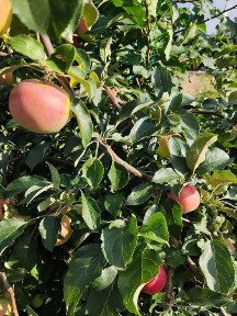 Продам дачу с баней в СТ Борки