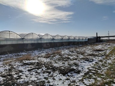 Теплица в аренду