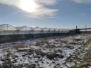 Теплица в аренду
